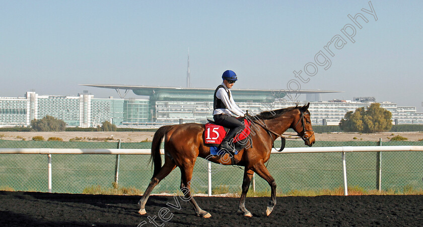 Torcedor-0001 
 TORCEDOR after exercise in preparation for the Dubai Gold Cup Meydan 28 Mar 2018 - Pic Steven Cargill / Racingfotos.com