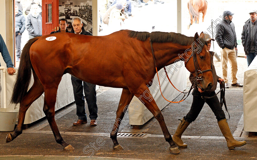 Lot-0027-Forgotten-Promises-£6500-0001 
 Lot 027 FORGOTTEN PROMISES selling for £6500 at Tattersalls Ireland Ascot November Sale 9 Nov 2017 - Pic Steven Cargill / Racingfotos.com