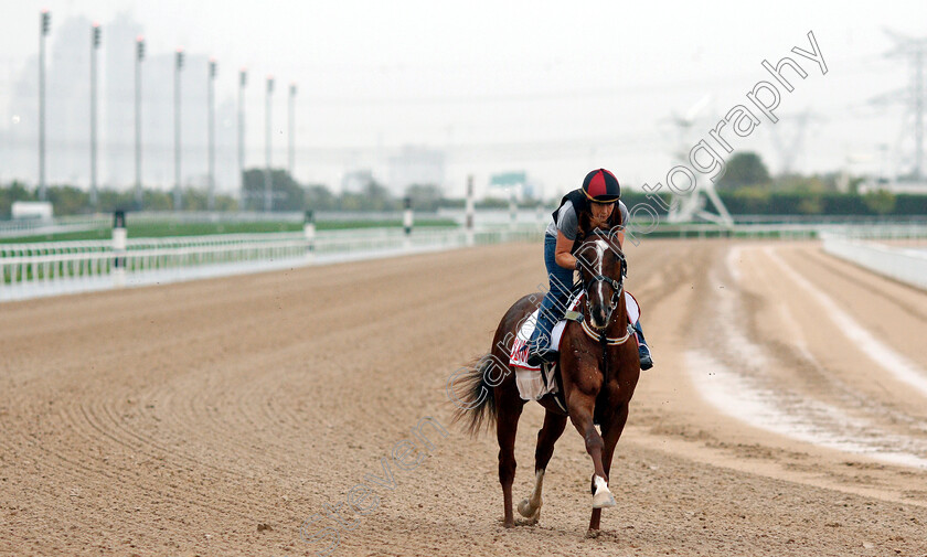 Dolkong-0001 
 DOLKONG training for The Dubai World Cup
Meydan 28 Mar 2019 - Pic Steven Cargill / Racingfotos.com