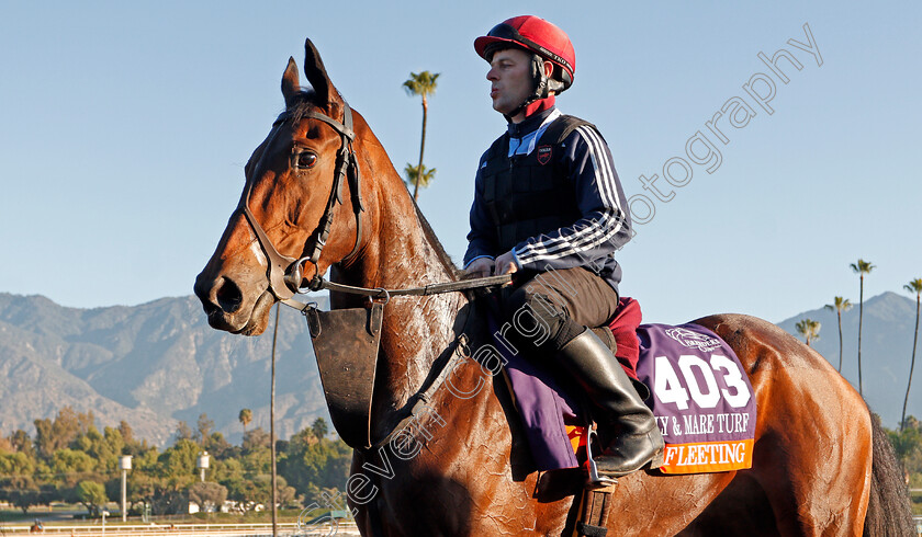 Fleeting-0001 
 FLEETING training for The Breeders' Cup Filly & Mare Turf
Santa Anita USA 31 Oct 2019 - Pic Steven Cargill / Racingfotos.com