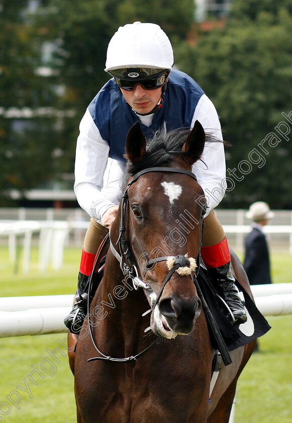 Cap-Francais-0001 
 CAP FRANCAIS (Andrea Atzeni)
Newbury 17 Aug 2018 - Pic Steven Cargill / Racingfotos.com