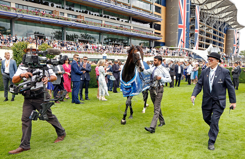 Pyledriver-0029 
 PYLEDRIVER after The King George VI & Queen Elizabeth Qipco Stakes
Ascot 23 Jul 2022 - Pic Steven Cargill / Racingfotos.com