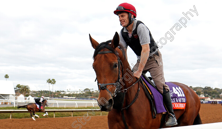 Rhododendron-0002 
 RHODODENDRON training for The Breeders' Cup Filly & Mare Turf at Del Mar 2 Nov 2017 - Pic Steven Cargill / Racingfotos.com