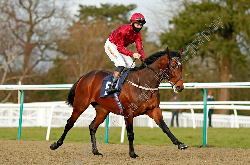 Radiant-Light-0002 
 RADIANT LIGHT (Dougie Costello)
Lingfield 29 Jan 2021 - Pic Steven Cargill / Racingfotos.com