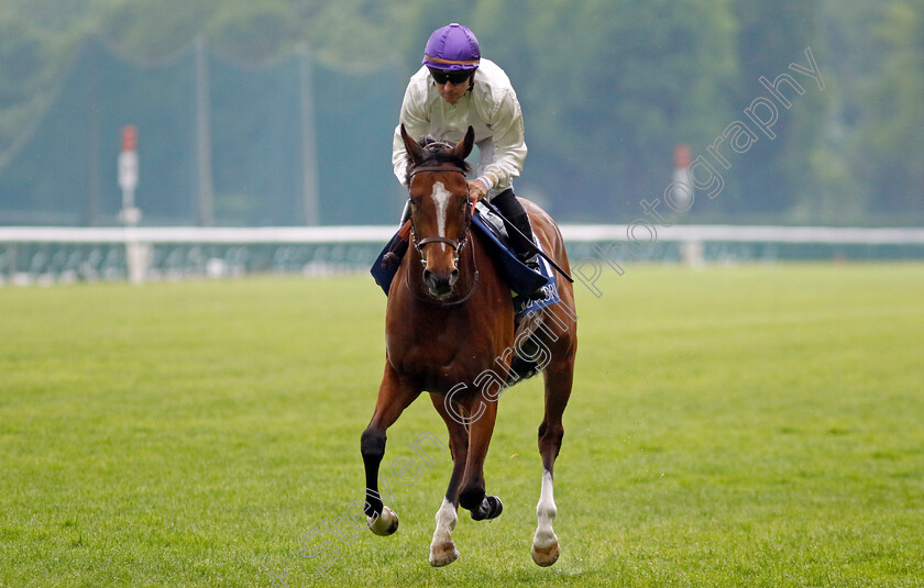 Survie-0001 
 SURVIE (Stephane Pasquier) 
Longchamp 12 May 2024 - Pic Steven Cargill / Racingfotos.com