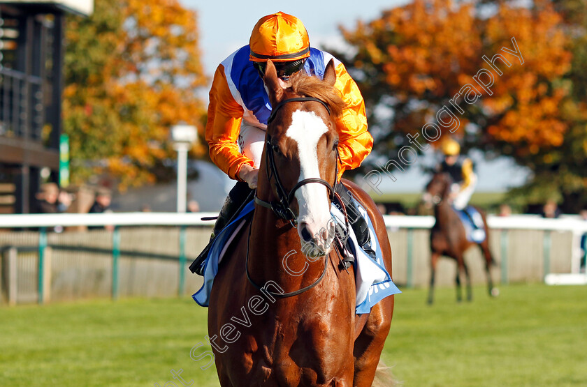 Ten-Bob-Tony-0001 
 TEN BOB TONY (Tom Marquand)
Newmarket 11 Oct 2024 - Pic Steven Cargill / Racingfotos.com