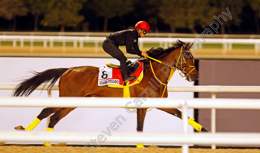 Ushba-Tesoro-0001 
 USHBA TESORO training for The Dubai World Cup 
Meydan, Dubai, 22 Mar 2023 - Pic Steven Cargill / Racingfotos.com