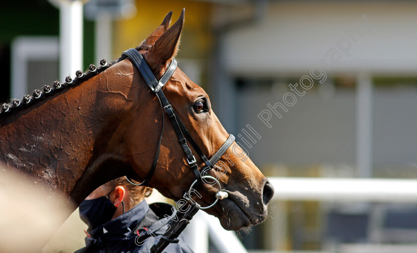 Dubai-Fountain-0012 
 DUBAI FOUNTAIN after The Weatherbys ePassport Cheshire Oaks
Chester 5 May 2021 - Pic Steven Cargill / Racingfotos.com