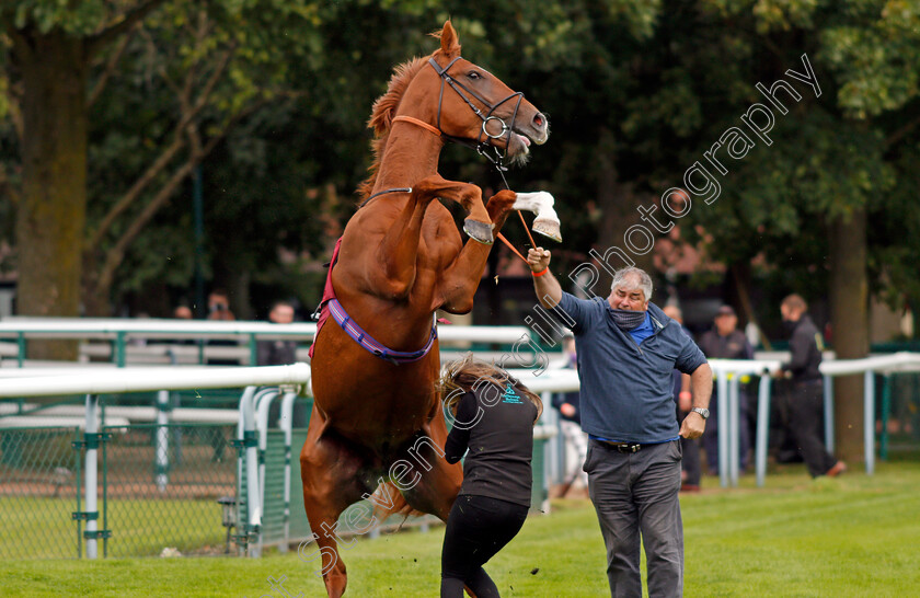 City-Storm-0005 
 CITY STORM giving his handlers a spot of bother before going to the start and finishing last
Haydock 3 Sep 2020 - Pic Steven Cargill / Racingfotos.com