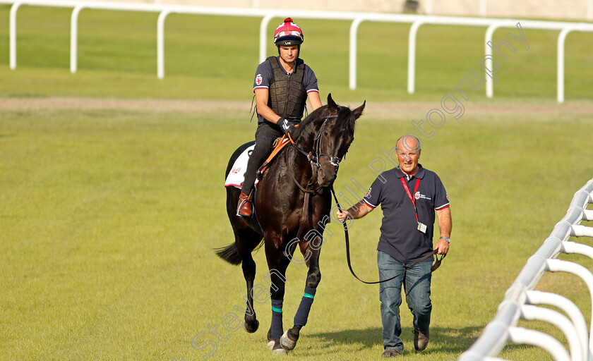 Pogo-0002 
 POGO exercising in preparation for Friday's Bahrain International Trophy
Sakhir Racecourse, Bahrain 18 Nov 2021 - Pic Steven Cargill / Racingfotos.com