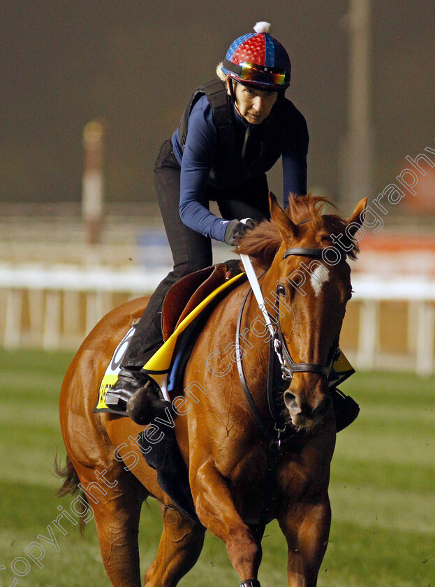 Saffron-Beach-0001 
 SAFFRON BEACH training for The Dubai Turf
Meydan, Dubai, 24 Mar 2022 - Pic Steven Cargill / Racingfotos.com