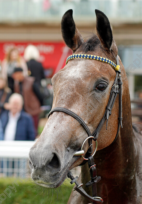 Orchid-Bloom-0007 
 ORCHID BLOOM winner of The British Stallion Studs EBF Fillies Novice Stakes Div2
Newmarket 29 Oct 2022 - Pic Steven Cargill / Racingfotos.com