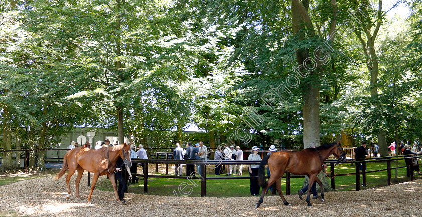 Newmarket-0001 
 Horses in the pre-parade ring
Newmarket 27 Jun 2019 - Pic Steven Cargill / Racingfotos.com