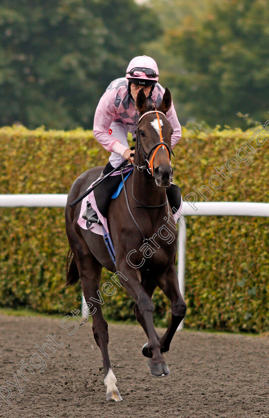 Isle-Of-Avalon-0001 
 ISLE OF AVALON (Luke Morris) Kempton 25 Sep 2017 - Pic Steven Cargill / Racingfotos.com