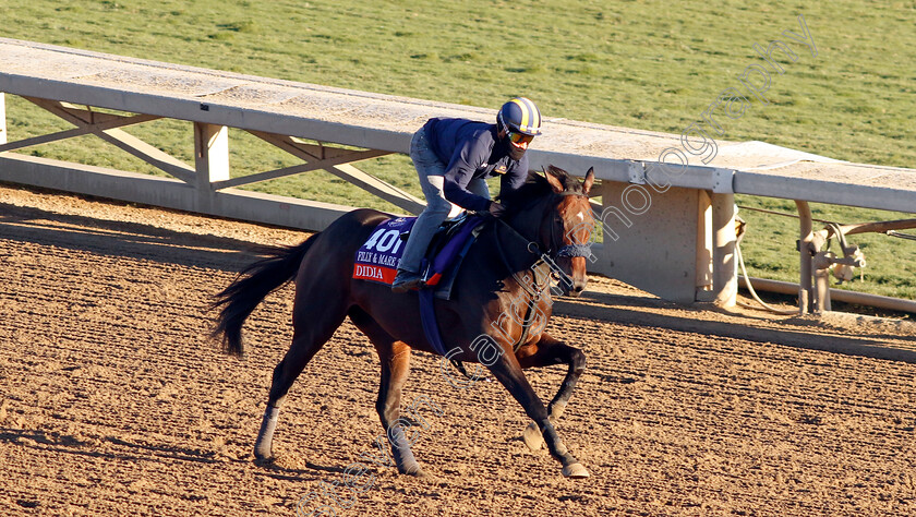 Didia-0001 
 DIDIA training for The Breeders' Cup Filly & Mare Turf
Santa Anita USA, 31 October 2023 - Pic Steven Cargill / Racingfotos.com