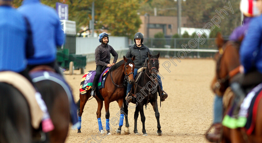 Enable-0003 
 ENABLE exercising ahead of the Breeders' Cup Turf
Churchill Downs 30 Oct 2018 - Pic Steven Cargill / Racingfotos.com