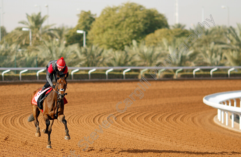 Get-Shirty-0003 
 GET SHIRTY training for The Red Sea Turf Handicap
King Abdulaziz Racecourse, Kingdom of Saudi Arabia, 22 Feb 2023 - Pic Steven Cargill / Racingfotos.com