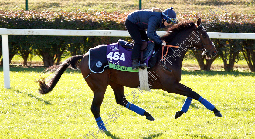 Mustashry-0002 
 MUSTASHRY exercising ahead of the Breeders' Cup Mile
Churchill Downs USA 29 Oct 2018 - Pic Steven Cargill / Racingfotos.com