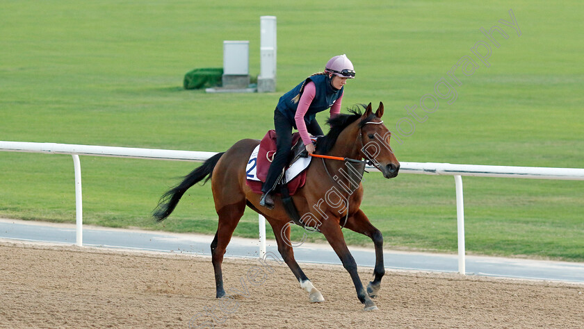 Thundering-0001 
 THUNDERING training at the Dubai Racing Carnival 
Meydan 2 Jan 2025 - Pic Steven Cargill / Racingfotos.com