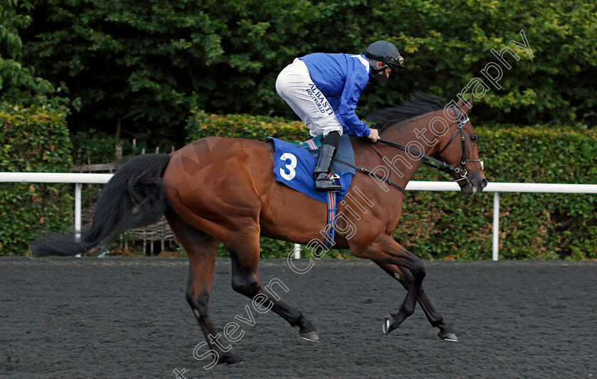 Taqareer-0001 
 TAQAREER (Dane O'Neill)
Kempton 2 Jun 2021 - Pic Steven Cargill / Racingfotos.com