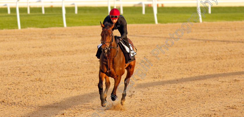 Emaraaty-Ana-0001 
 EMARAATY ANA training at the Dubai Racing Carnival
Meydan 1 Mar 2024 - Pic Steven Cargill / Racingfotos.com