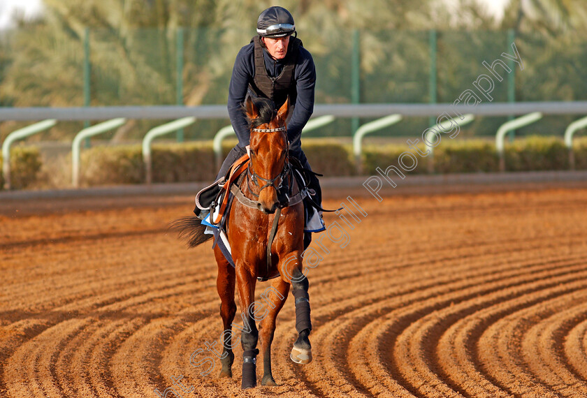 Graignes-0001 
 GRAIGNES preparing for the 1351 Cup
Riyadh Racecourse, Kingdom of Saudi Arabia 26 Feb 2020 - Pic Steven Cargill / Racingfotos.com