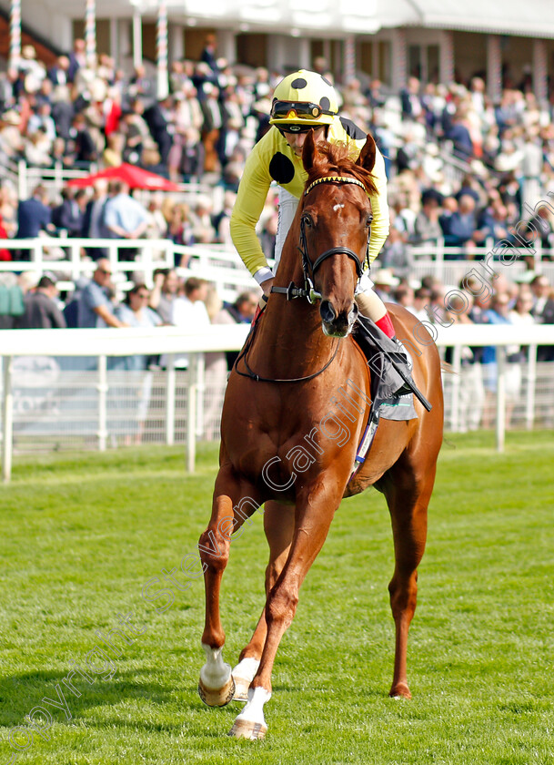 Juan-Elcano-0002 
 JUAN ELCANO (Andrea Atzeni)
York 18 Aug 2021 - Pic Steven Cargill / Racingfotos.com