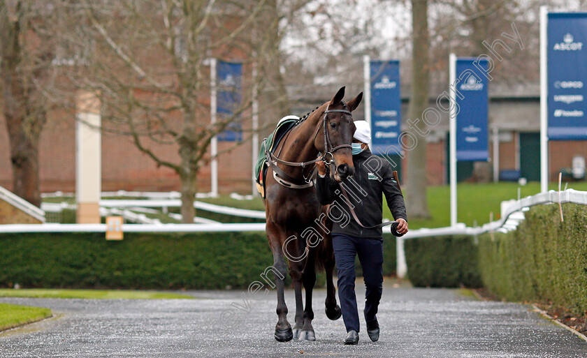 Energumene-0001 
 ENERGUMENE 
Ascot 22 Jan 2022 - Pic Steven Cargill / Racingfotos.com