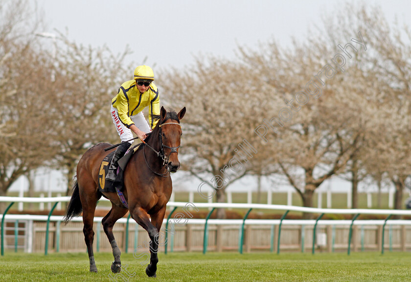 Perfect-News-0001 
 PERFECT NEWS (Tom Marquand)
Newmarket 12 Apr 2022 - Pic Steven Cargill / Racingfotos.com