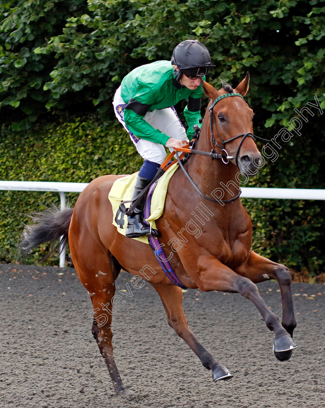 Frankie-Valliance-0001 
 FRANKIE VALLIANCE (Daniel Muscutt)
Kempton 16 Jul 2024 - Pic Steven Cargill / Racingfotos.com