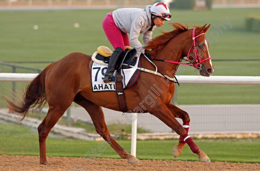 Ahatis-0003 
 AHATIS exercising for Greek trainer Christos Theodorakis
Meydan, Dubai, 3 Feb 2022 - Pic Steven Cargill / Racingfotos.com