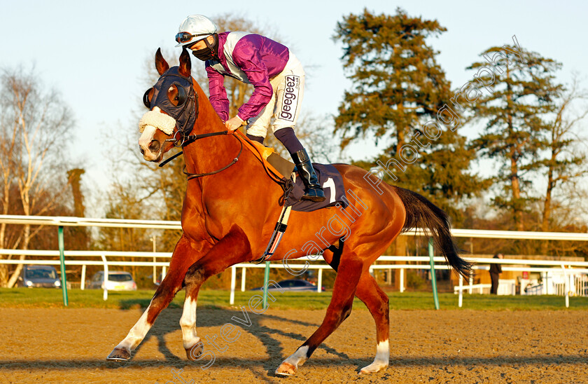 Expert-Opinion-0001 
 EXPERT OPINION (David Probert)
Lingfield 26 Feb 2021 - Pic Steven Cargill / Racingfotos.com