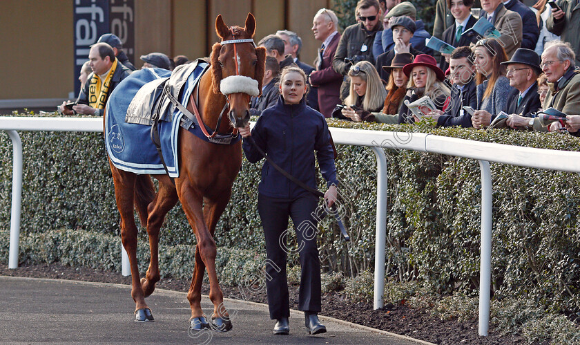 Another-Venture-0001 
 ANOTHER VENTURE Ascot 17 Feb 2018 - Pic Steven Cargill / Racingfotos.com