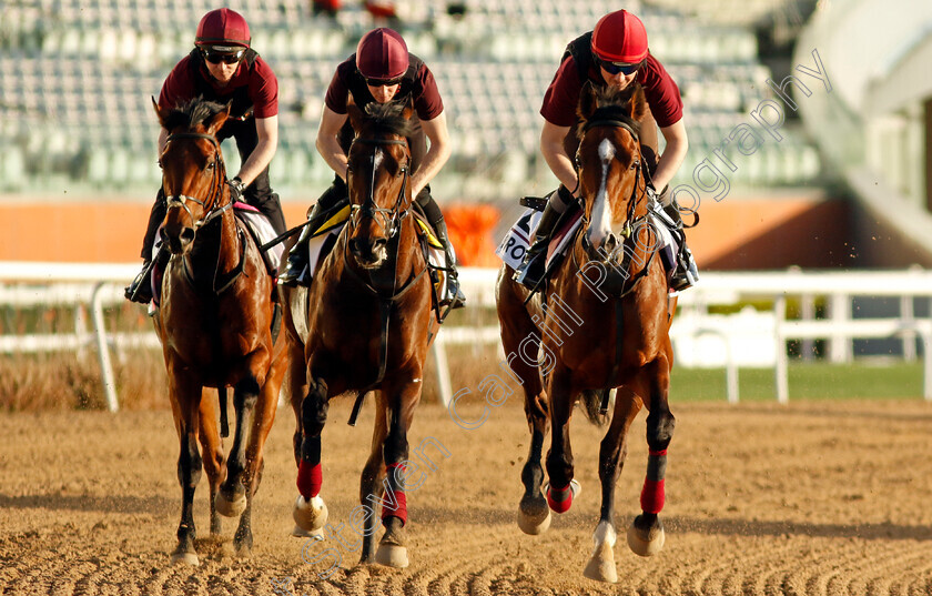 Broome,-Order-of-Australia-and-Cairo-0002 
 BROOME (right), ORDER OF AUSTRALIA (centre) and CAIRO (left) training at the Dubai World Cup
Meydan, Dubai, 22 Mar 2023 - Pic Steven Cargill / Racingfotos.com