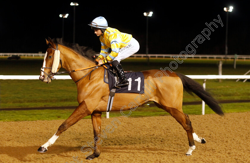 Tasever-0001 
 TASEVER (Jack Doughty)
Wolverhampton 20 Dec 2024 - Pic Steven Cargill / Racingfotos.com