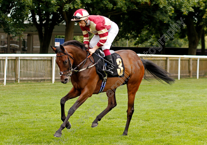 Ruff-Justice-0001 
 RUFF JUSTICE (Edward Greatrex)
Newmarket 10 Aug 2024 - Pic Steven Cargill / Racingfotos.com