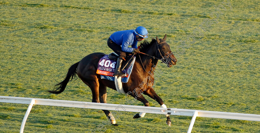 Cinderella s-Dream-0002 
 CINDERELLA'S DREAM training for the Breeders' Cup Filly & Mare Turf
Del Mar USA 30 Oct 2024 - Pic Steven Cargill / Racingfotos.com