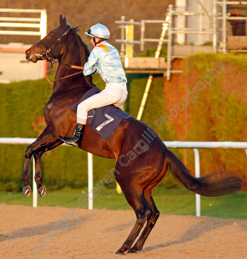 No-Nay-Bella-0005 
 NO NAY BELLA (Stefano Cherchi) plays up on the way to the start before finishing unplaced
Wolverhampton 3 Jan 2020 - Pic Steven Cargill / Racingfotos.com