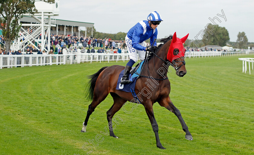 Al-Asifah-0001 
 AL ASIFAH (Jim Crowley)
Yarmouth 20 Sep 2023 - Pic Steven Cargill / Racingfotos.com