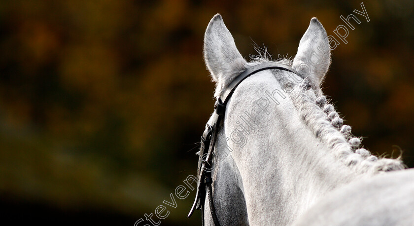 Ascot-Sales-0001 
 Horse waiting to be sold at Tattersalls Ireland Ascot November Sale 9 Nov 2017 - Pic Steven Cargill / Racingfotos.com