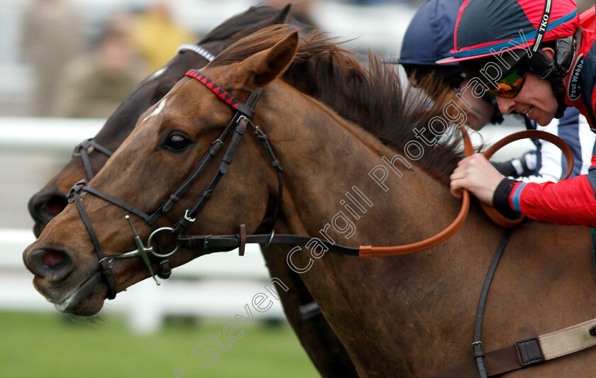 House-Island-0009 
 HOUSE ISLAND (Gavin Sheehan) wins The Racing TV Standard Open National Hunt Flat Race
Newbury 22 Mar 2019 - Pic Steven Cargill / Racingfotos.com