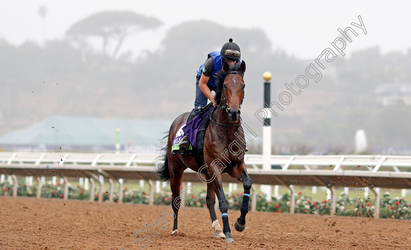 Ribchester-0001 
 RIBCHESTER training for The Breeders' Cup Mile at Del Mar USA 31 Oct 2017 - Pic Steven Cargill / Racingfotos.com