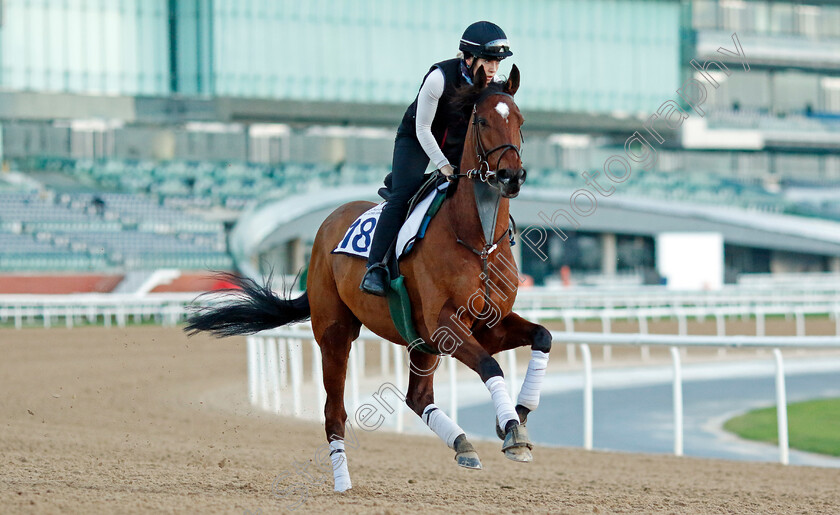 Max-Mayhem-0002 
 MAX MAYHEM training at the Dubai Racing Carnival 
Meydan 2 Jan 2025 - Pic Steven Cargill / Racingfotos.com