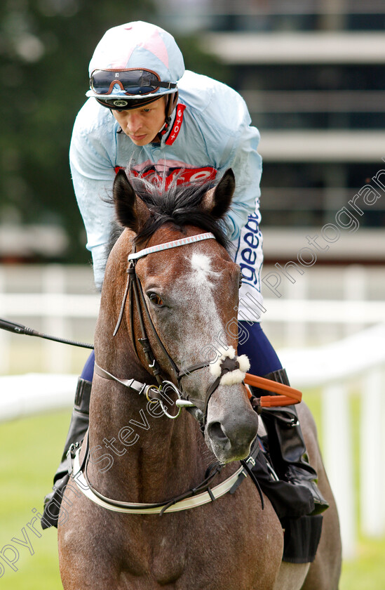 Sarsons-Risk-0001 
 SARSONS RISK (David Probert)
Newbury 13 Aug 2021 - Pic Steven Cargill / Racingfotos.com