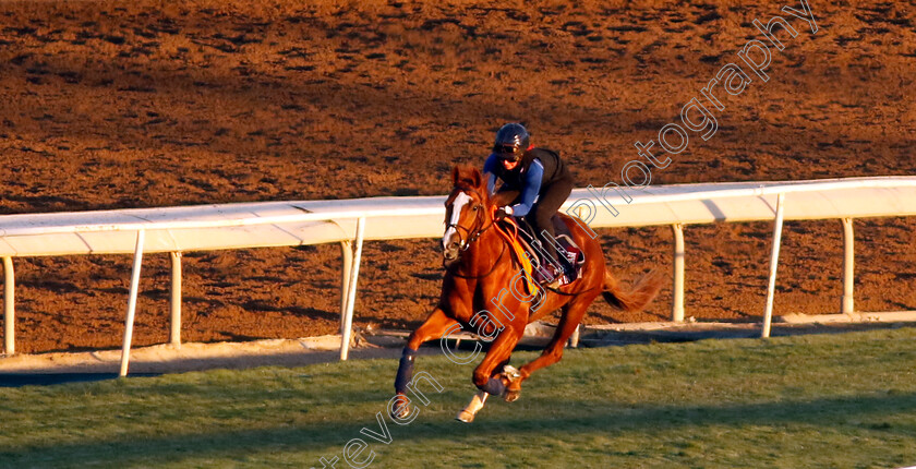 Live-In-The-Dream-0002 
 LIVE IN THE DREAM training for The Breeders' Cup Turf Sprint
Santa Anita USA, 30 Oct 2023 - Pic Steven Cargill / Racingfotos.com