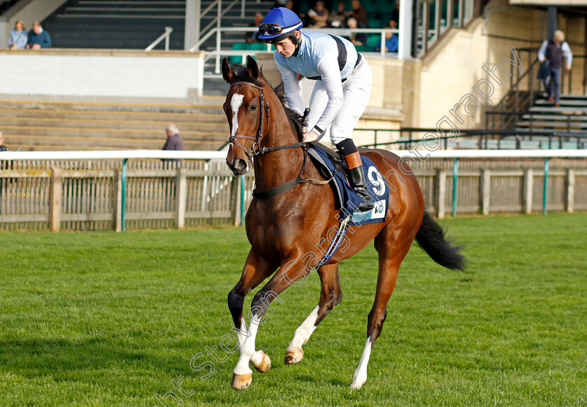 Premiere-Beauty-0001 
 PREMIERE BEAUTY (Dylan Hogan)
Newmarket 28 Oct 2022 - Pic Steven Cargill / Racingfotos.com