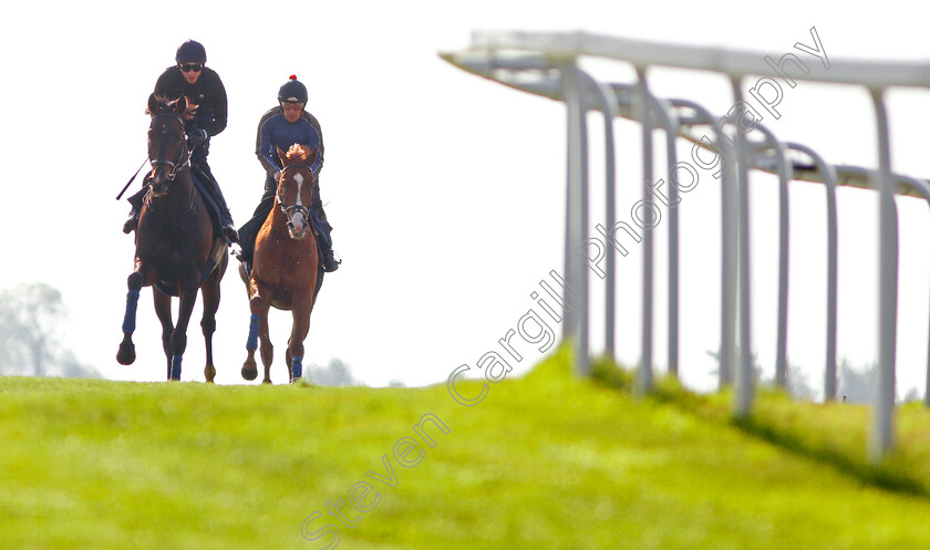 Young-Rascal-0004 
 YOUNG RASCAL (James Doyle) exercising with ORIGINAL CHOICE at Epsom Racecourse in preparation for The Investec Derby, 22 May 2018 - Pic Steven Cargill / Racingfotos.com