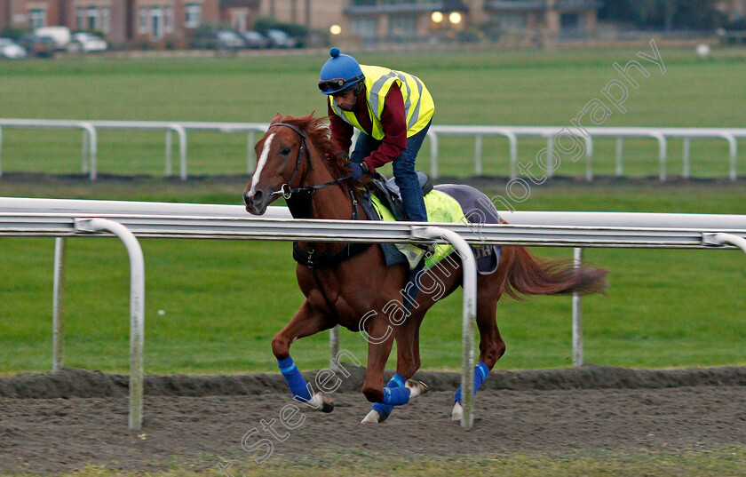 Stradivarius-0002 
 STRADIVARIUS cantering on Warren Hill in Newmarket 13 Oct 2017 - Pic Steven Cargill / Racingfotos.com