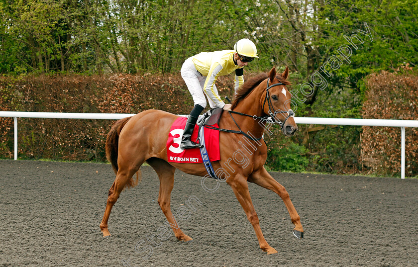 Choisya-0001 
 CHOISYA (Harry Davies)
Kempton 6 Apr 2024 - Pic Steven Cargill / Racingfotos.com