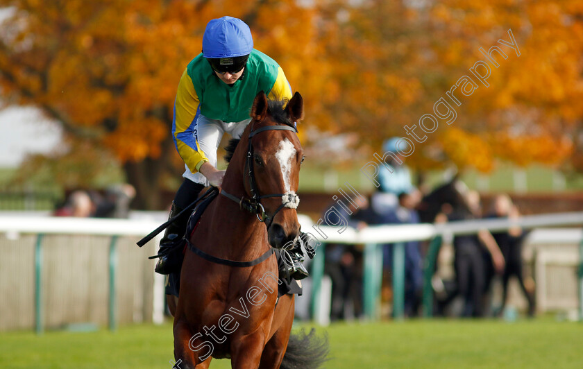 Just-Dawned-On-Me-0002 
 JUST DAWNED ON ME (Adam Farragher)
Newmarket 23 Oct 2024 - Pic Steven Cargill / Racingfotos.com